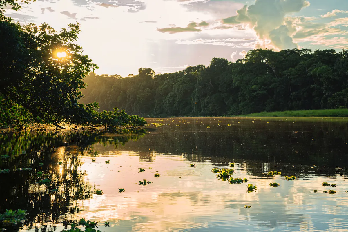 Amazon Rian Wren | Bird’s Eye View | Climate change and the Amazon rain forest