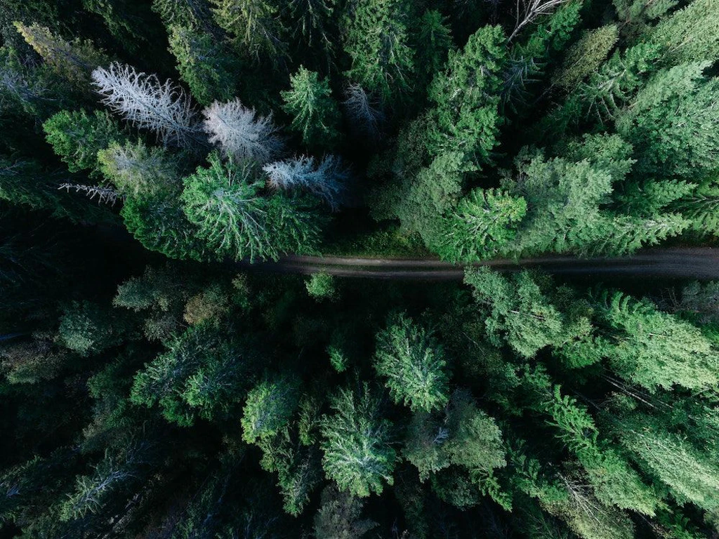 What Does It Mean To Be Carbon Neutral 