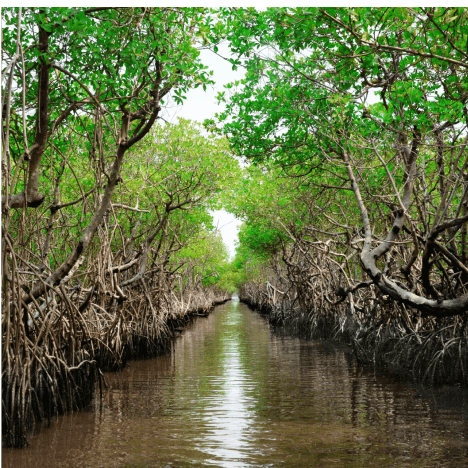 Mangrove protection