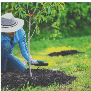 Tree planting